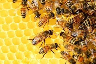 abeilles-pixabay-libre-de-droit