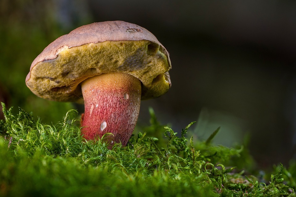 Champignon_Bolet©D.R.