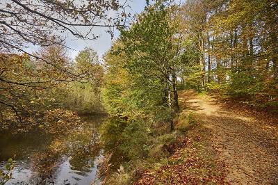 Forêt Floranges La Chapelle-Neuve automne@alamoureux_MG_7807