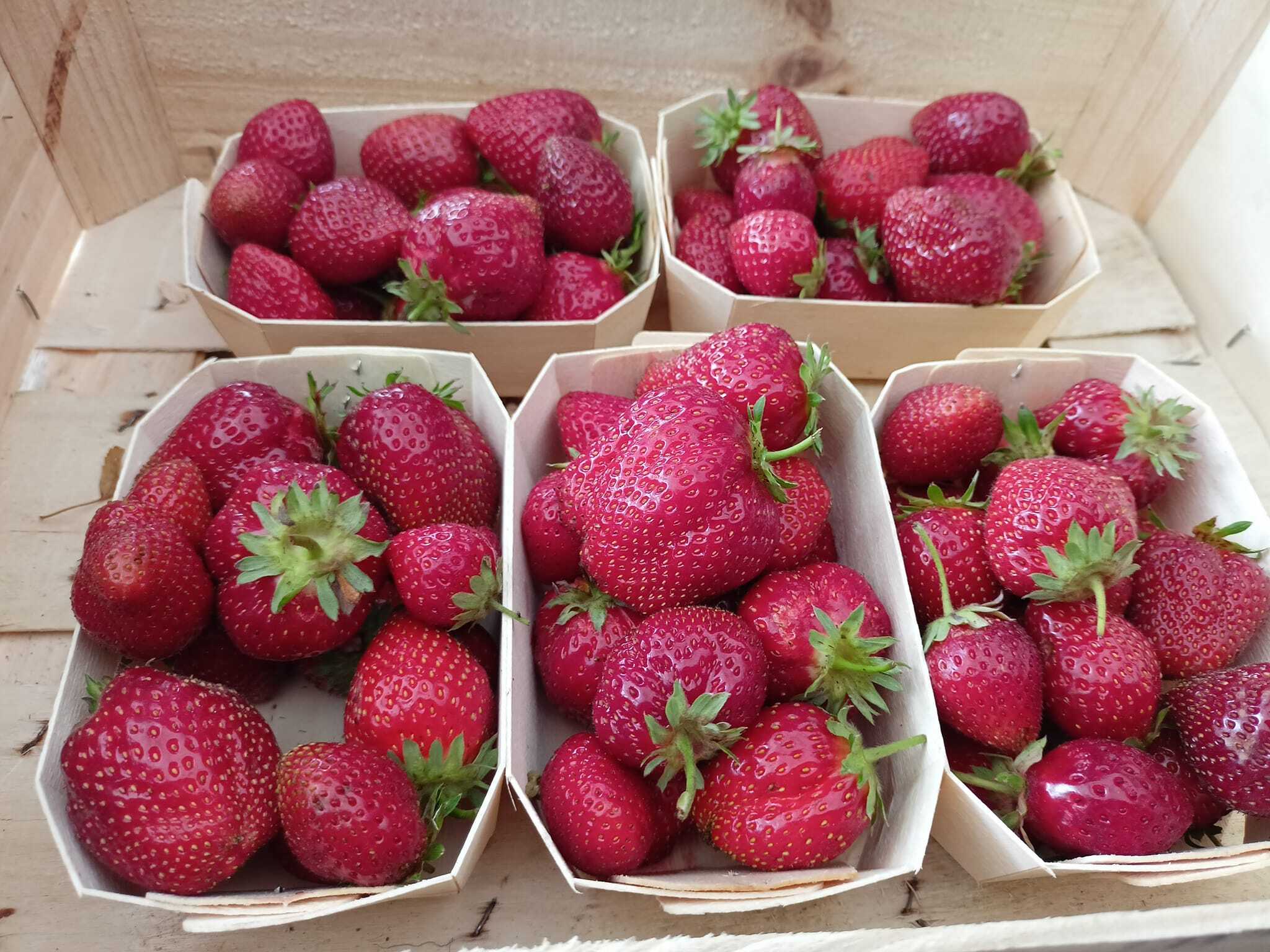 Fraises_ l'Atelier des Pains Pluméliau-Bieuzy