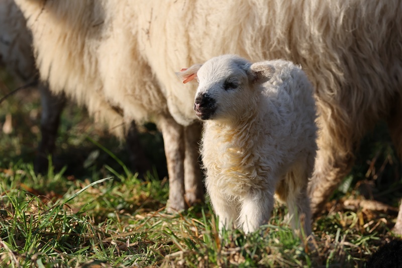 mouton_Lande_du_Crano©Thierry_Delhorme_fdc56