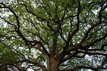 impa_Arbre-pixabay.jpg