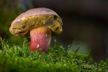 impa_Champignon-Bolet-D.R..jpg
