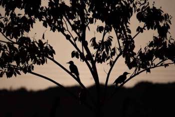 impa_Oiseau-nuit-ldd-D.R..jpg