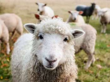 impa_moutons-pixabay-libre-de-droit-2.jpg
