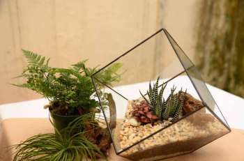 impa_terrarium-2548384-1280.jpg