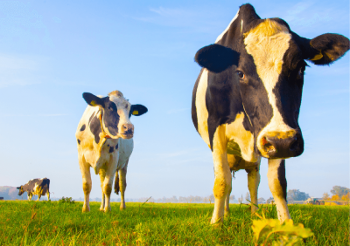 impa_trois-vaches-bd.png