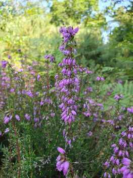 Lande du Crano©Centre Bretagne Nature (2)