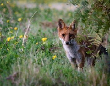 Landes_du_Crano_renard©Thierry_Delhorme_fdc56  (14)