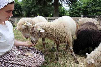 Poul Fetan moutons_Quistinic